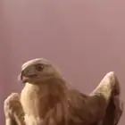 عقاب ذهبي على السوم لتواصل واتس فقط