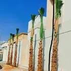 نخيل واشنطني نخل واشنطن