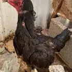 دجاجه شامو ألماني