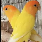 فروخ روز اورنج اوللاين