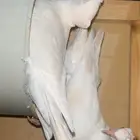 جوز حمام ياكريم البينو عاجي دبل كرست السعر 200