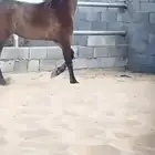 مهر مصري بيور واهو