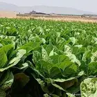 للبيع بقدونس كزبره بصل مزرعه قرب الرياض