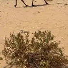 صفرا مصعد كفو