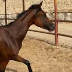 مهرة واهو