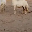 شياه حريات دفيع تم البييعع