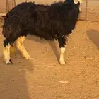 نعجه نجديه جرم و جبار