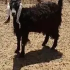 جذعه
