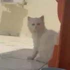 قطه صغيره للبيع