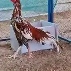 صيصان سنود