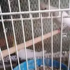 اجوز كروانات بفروخهم