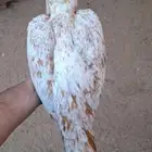صيصان سنووود