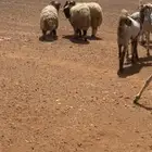 طليان نعيم