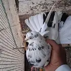 انثى نمشى قطيفيه قطايف ( تم البيع )