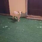 تيس قزمي