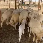 ضان صنف مقاني