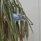 طير أثنى روز