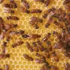 100خليه نحل للبيع