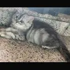 قطط شيرازي لتبني عاجل
