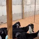تيوس عوارض