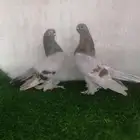 جوز برلين