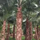 نخل واشنطن واشنطني واشنطوني