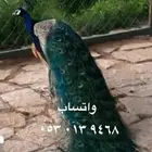 طاووس ذكور للبيع