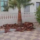 مقاول شبوك وقلع النخيل العربي والواشنطن