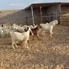 -- معزا --