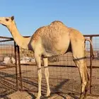 قعود يشرق لبني جزر الموقع الوجه