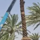نخل للبيع عربي واشنطني خلاص صقعي مجدول سكري برحي شيشي ملوكي