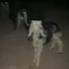 رخل داغور نجدي