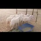 رخال مقاني