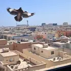 توصيل أي طلب للغربية والمدينة المنورة