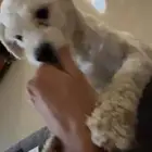 Maltese dog for sale puppy