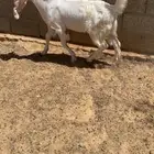 للبيع تيس