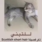 قط صغير للتبني و قط شورت هير للتبني