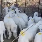 بهم تربية نظيف وفل الفل