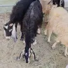 ينبع النجف