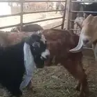 تيوس وجفار هجين بورقت