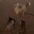 عنز سدس شبب تحته 3