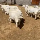 طليان