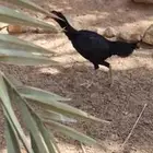 طيور