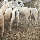 جدة السنابل