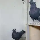 جوز قطايف سود مقنبرات معاريف تم البيع