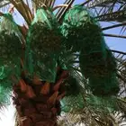 ثمرة نخيل ثمرة تمور للبيع