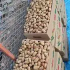 تمر لبان الكامل
