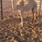 للبيع قعود مهجن