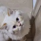 قط لتبني