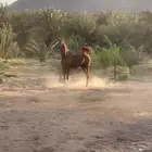 حصان شعبي